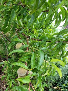 Et Obst! Greffage, 20210622_203312