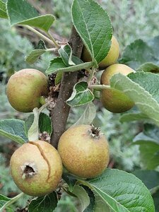 Et Obst! Greffage, 20210622_203216