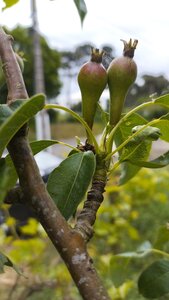 Et Obst! Greffage, IMG_20220505_124302655