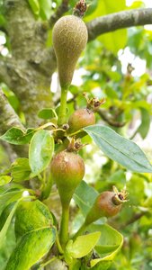 Et Obst! Greffage, IMG_20220505_124313212