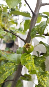 Et Obst! Greffage, IMG_20220505_124407349