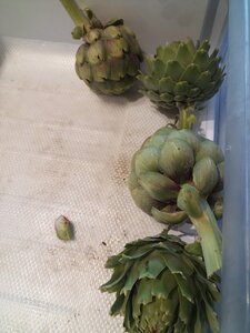 Et Obst! Greffage, IMG_20220514_205246_01