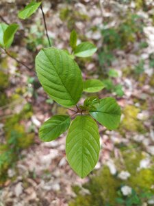 Et Obst! Greffage, 2023-04-26T17_17_50 02_00