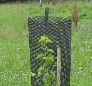 Et Obst! Greffage, 20230220_protections
