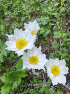 lac de l'Orceyrette, IMG_20260528_093619