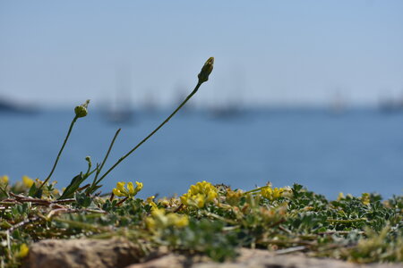 LES VOILES D ANTIBES MAI 2026, DSC_0107