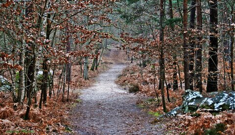 Lionel Lang Photographies : Selections des meilleurs photos ( mises à jour régulières ), Foret