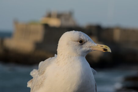 Saint-Malo, _DSC7839_m