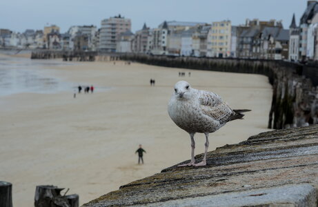 Saint-Malo, _DSC7873_m