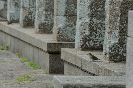 Saint-Malo, _DSC7893_m