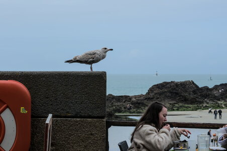 Saint-Malo, _DSC7911_m