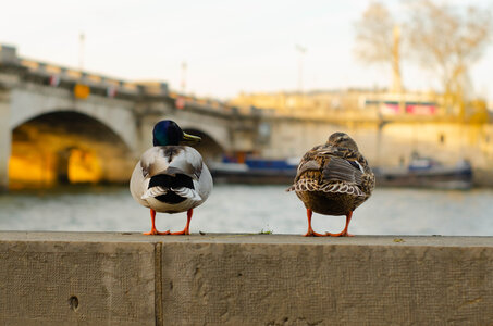 Bords de la Seine , _DSC6992_m