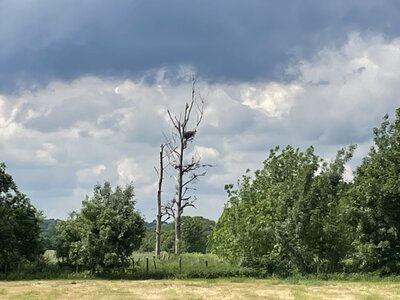 balade, cigogne