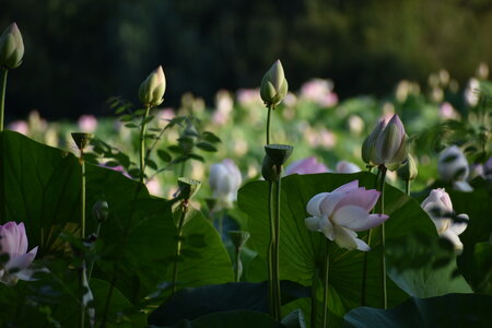 LOTUS ETANG DE FONTMERLE 2026, DSC_0002
