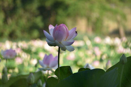 LOTUS ETANG DE FONTMERLE 2026, DSC_0003