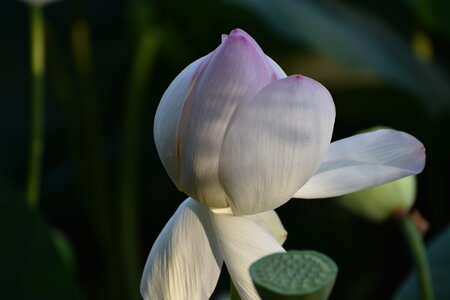 LOTUS ETANG DE FONTMERLE 2026, DSC_0004