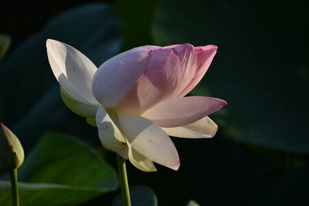 LOTUS ETANG DE FONTMERLE 2026, DSC_0005