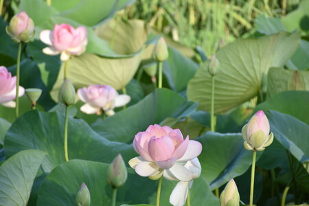 LOTUS ETANG DE FONTMERLE 2026, DSC_0007