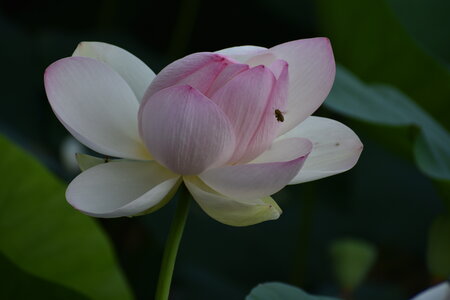 LOTUS ETANG DE FONTMERLE 2026, DSC_0008