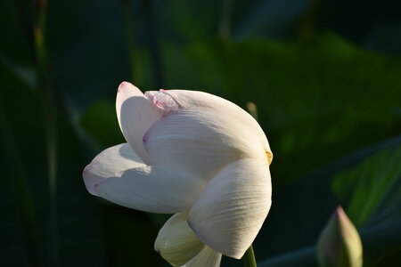 LOTUS ETANG DE FONTMERLE 2026, DSC_0009