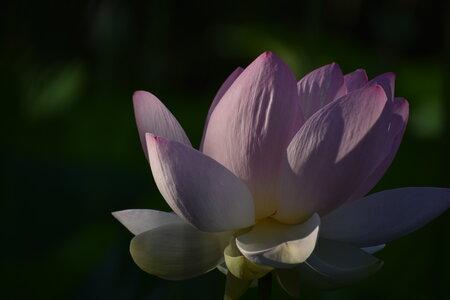 LOTUS ETANG DE FONTMERLE 2026, DSC_0011