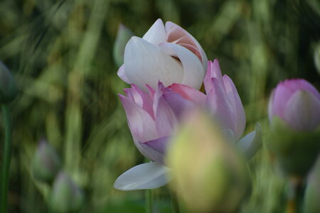 LOTUS ETANG DE FONTMERLE 2026, DSC_0012