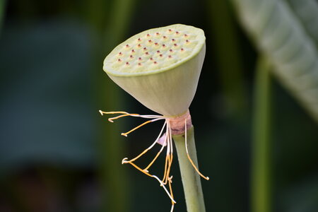 LOTUS ETANG DE FONTMERLE 2026, DSC_0015