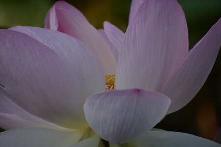 LOTUS ETANG DE FONTMERLE 2026, DSC_0016