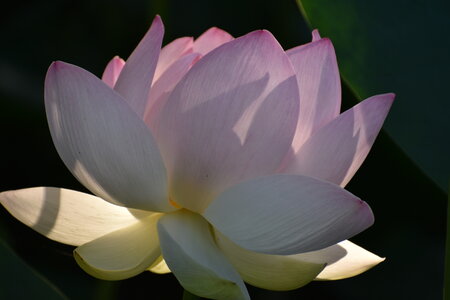LOTUS ETANG DE FONTMERLE 2026, DSC_0019