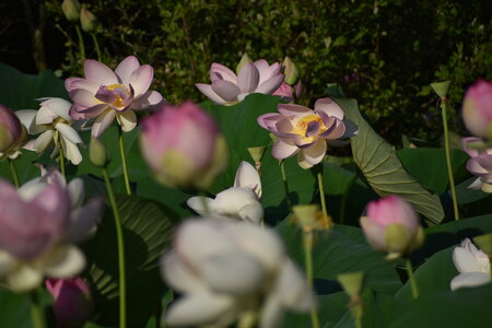LOTUS ETANG DE FONTMERLE 2026, DSC_0020