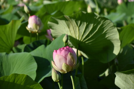 LOTUS ETANG DE FONTMERLE 2026, DSC_0021