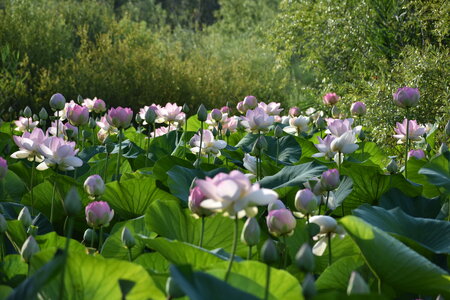 LOTUS ETANG DE FONTMERLE 2026, DSC_0024