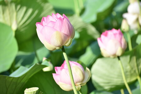 LOTUS ETANG DE FONTMERLE 2026, DSC_0025