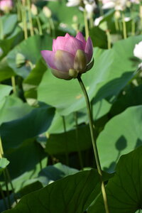 LOTUS ETANG DE FONTMERLE 2026, DSC_0026