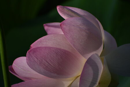 LOTUS ETANG DE FONTMERLE 2026, DSC_0027
