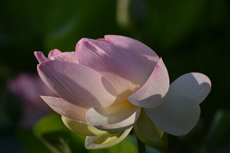 LOTUS ETANG DE FONTMERLE 2026, DSC_0029