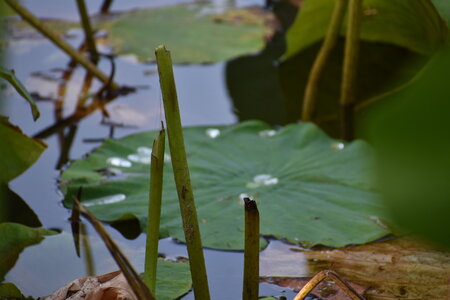 LOTUS ETANG DE FONTMERLE 2026, DSC_0031