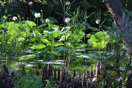 LOTUS ETANG DE FONTMERLE 2026, DSC_0032