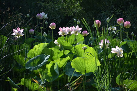 LOTUS ETANG DE FONTMERLE 2026, DSC_0033