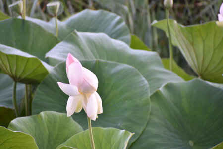 LOTUS ETANG DE FONTMERLE 2026, DSC_0039