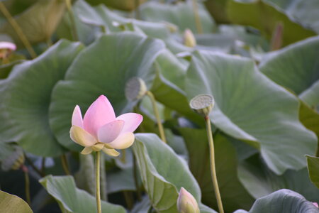 LOTUS ETANG DE FONTMERLE 2026, DSC_0040