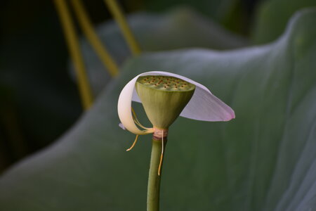 LOTUS ETANG DE FONTMERLE 2026, DSC_0047