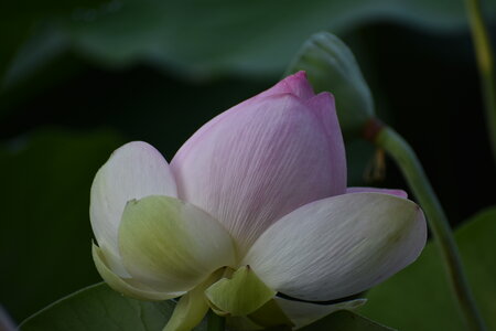 LOTUS ETANG DE FONTMERLE 2026, DSC_0048