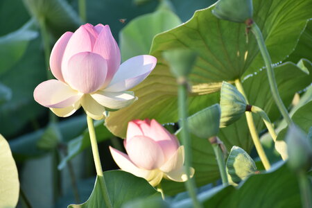 LOTUS ETANG DE FONTMERLE 2026, DSC_0054