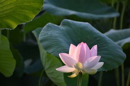 LOTUS ETANG DE FONTMERLE 2026, DSC_0056