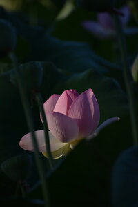 LOTUS ETANG DE FONTMERLE 2026, DSC_0057