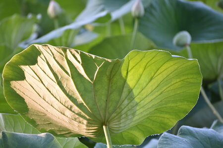 LOTUS ETANG DE FONTMERLE 2026, DSC_0058