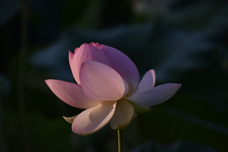 LOTUS ETANG DE FONTMERLE 2026, DSC_0060
