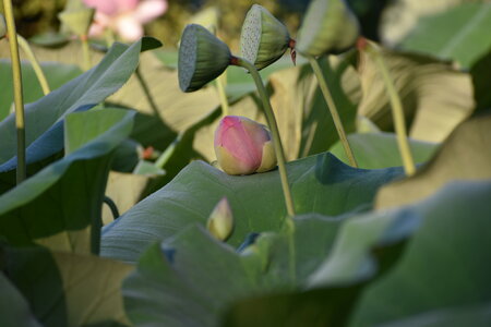 LOTUS ETANG DE FONTMERLE 2026, DSC_0061
