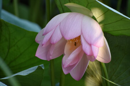 LOTUS ETANG DE FONTMERLE 2026, DSC_0073
